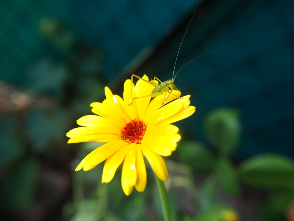 Nature garden marigold