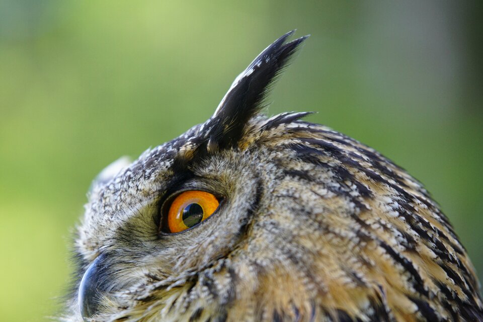 Eagle-owl animals nature