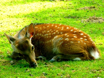 Mammal animal forest photo