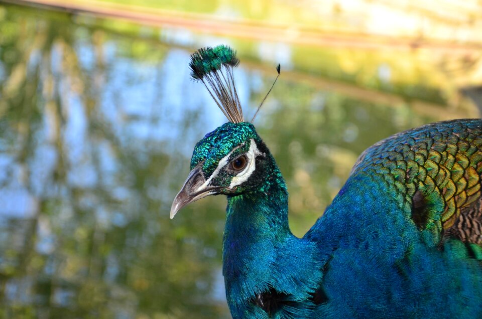 Nature feather wildlife