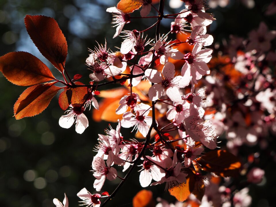 Cherry japanese cherry cherry blossom