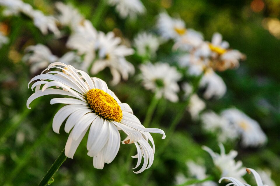 Closeup flowers of the field nature