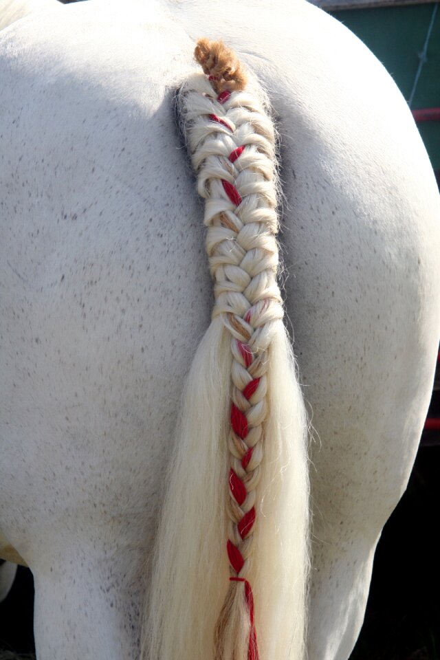 Ponytail animal plait