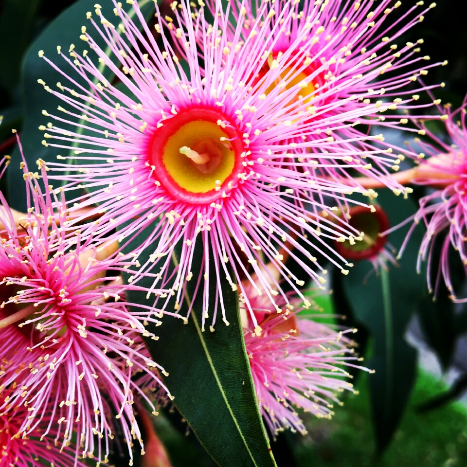 Gum australia pink