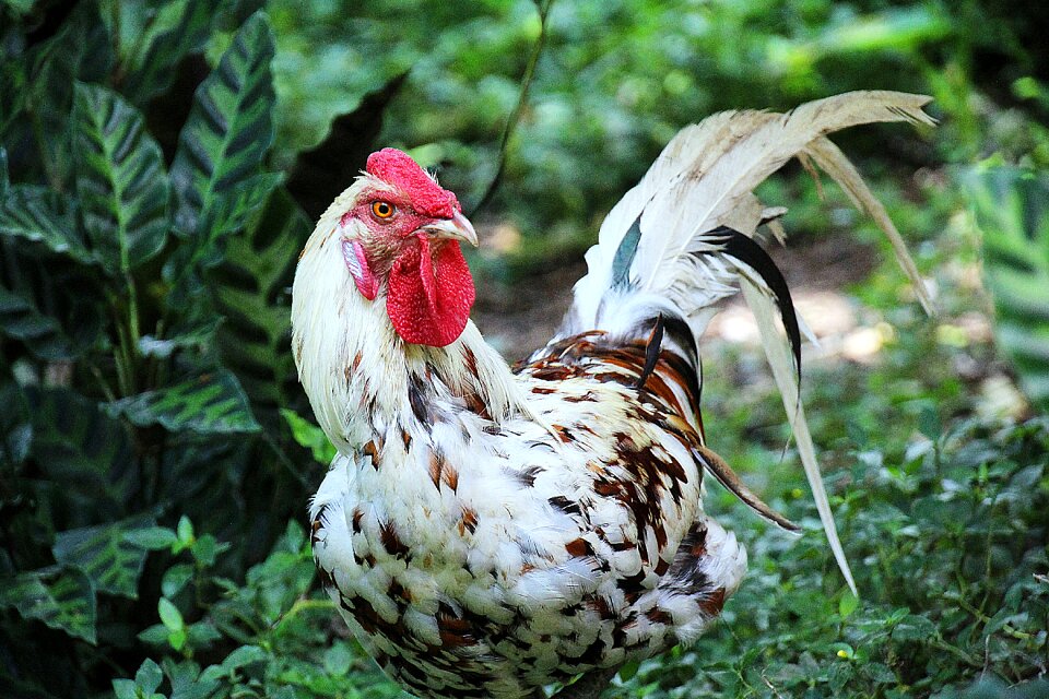 Colorful fiercely chicken