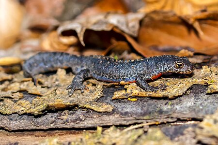 Amphibians nature animal