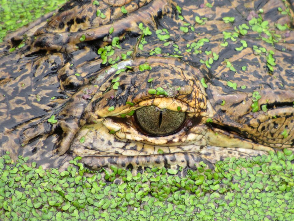 Aligator eye basking