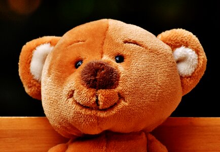 Teddy bear bear fun