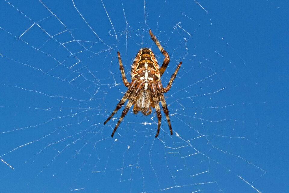 Araneus diadematus arachnid cobweb