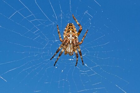 Araneus diadematus arachnid cobweb