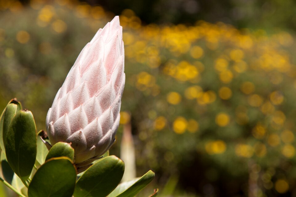 Season nature blossom
