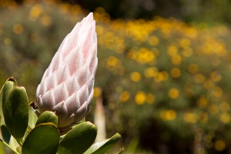 Season nature blossom