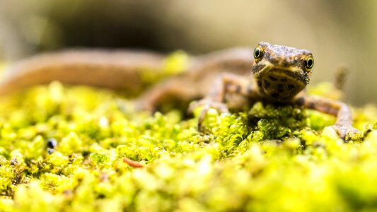 Amphibians nature animal