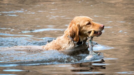 Play dog water photo