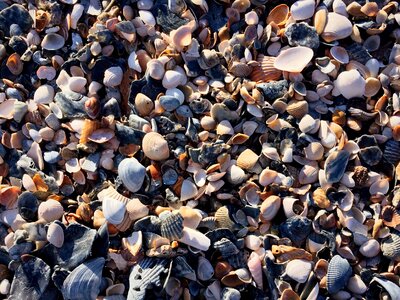 Sea ocean sea shells photo