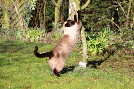 Siamese domestic animal pet