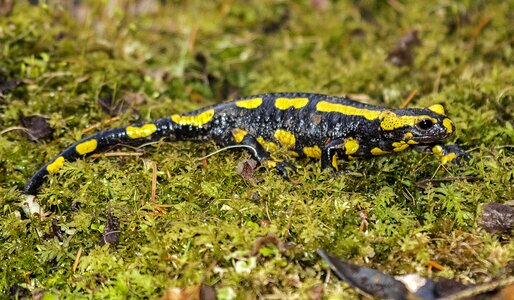 Amphibians nature animal