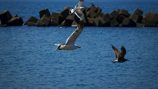 Seabird sea gull seagull photo