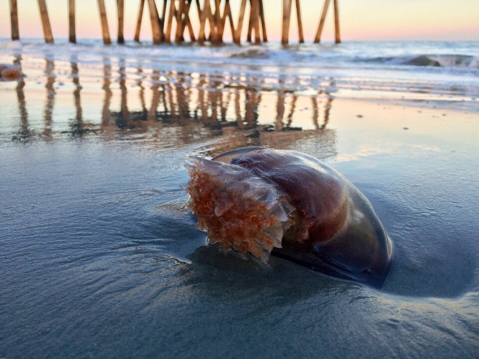 Jellyfish nature sea