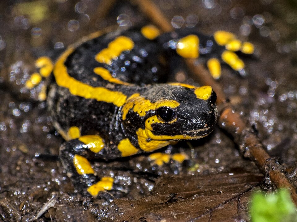 Amphibians nature animal