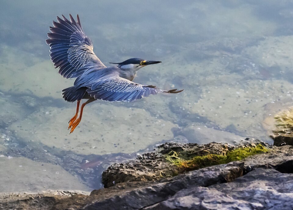 Mangrove bird nature