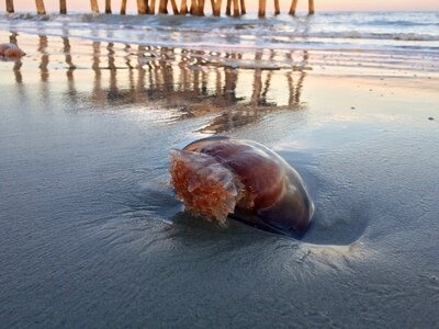 Jellyfish nature sea