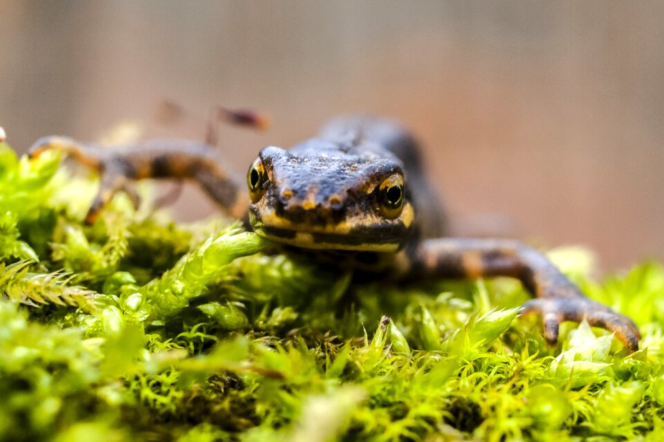 Amphibians nature animal