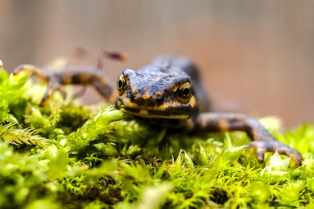 Amphibians nature animal