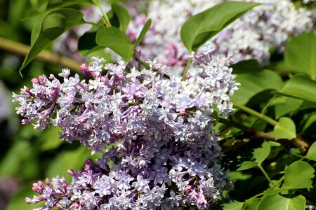 Oleaceae syringa vulgaris ornamental shrub