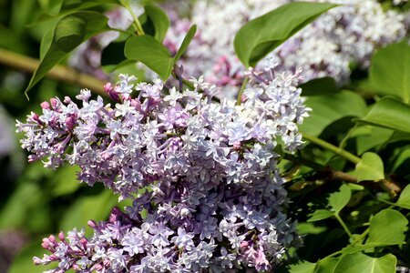 Oleaceae syringa vulgaris ornamental shrub photo