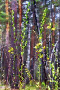 Nature tree green