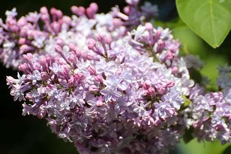 Oleaceae syringa vulgaris ornamental shrub photo