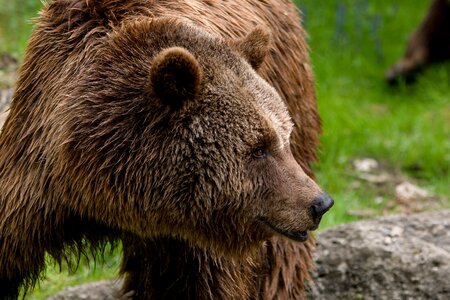 Zoo brown bear close up photo