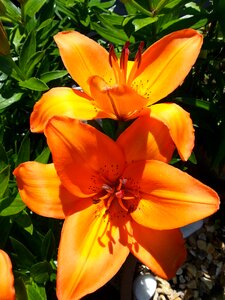 Nature plant bloom