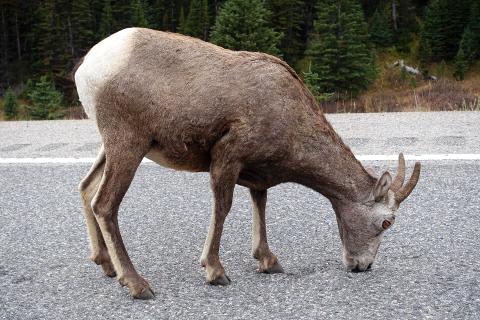 Wildlife wilderness canada