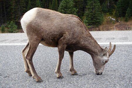 Wildlife wilderness canada photo