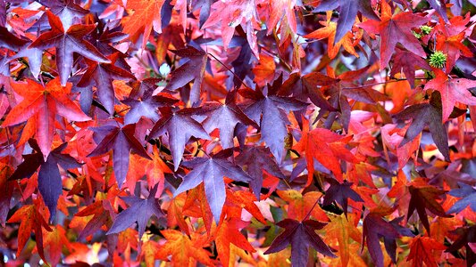 Fall leaf season photo