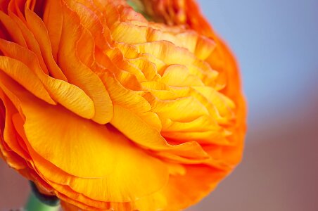 Bloom orange orange ranunkel photo