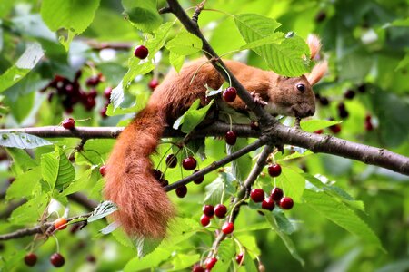 Sour cherry summer nature