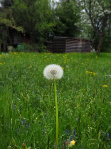 Spring meadow pointed flower