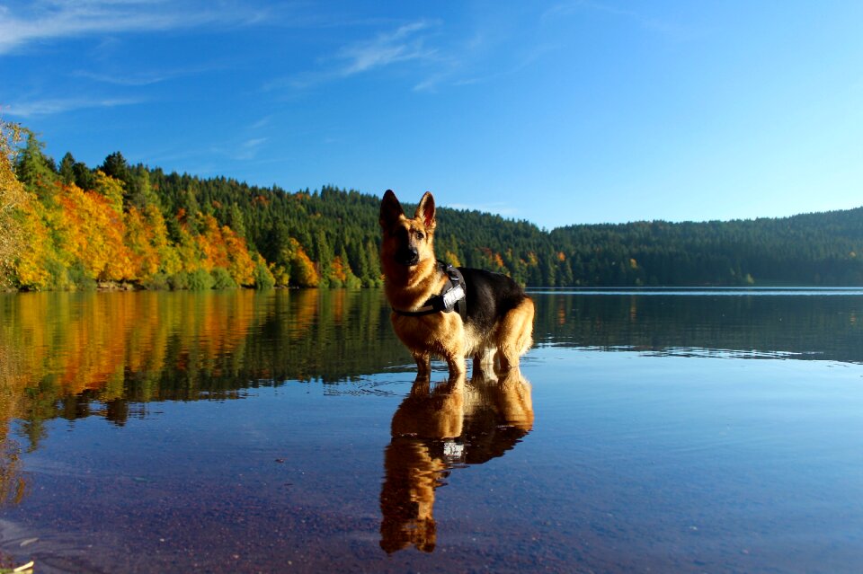 Nature water german shepherd