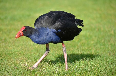 Bird new zealand pukeko photo