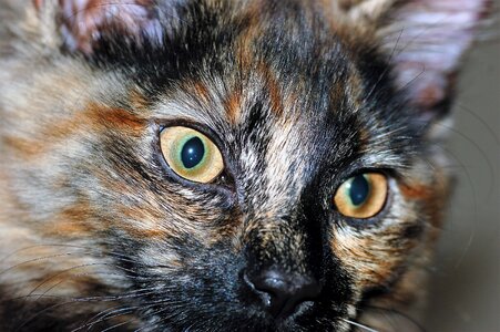 Cat feline eyes photo