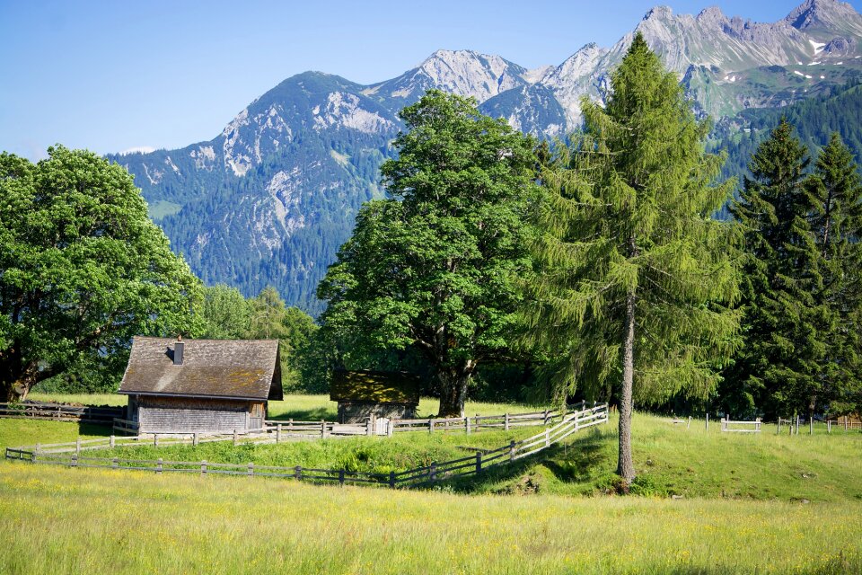 Reported trees mountains