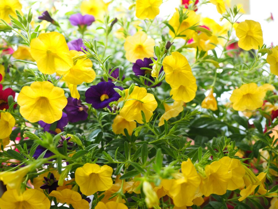 Million bells petunia nachtschattengewächs