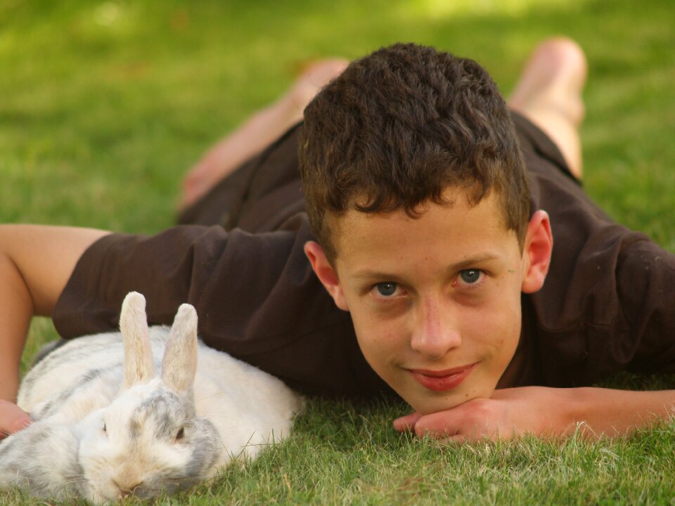 Dwarf rabbit nager long eared