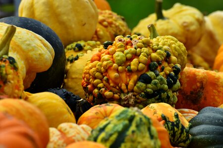 Harvest decorative squashes decoration