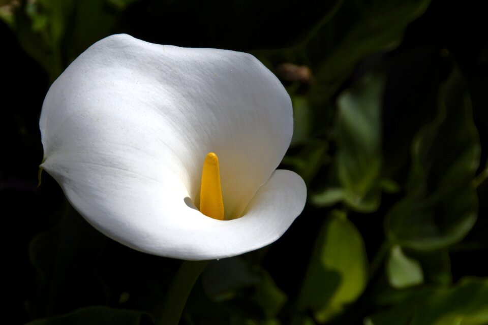 White mourning flowers of mourning