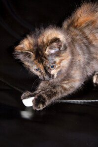 Kitten feline animal photo