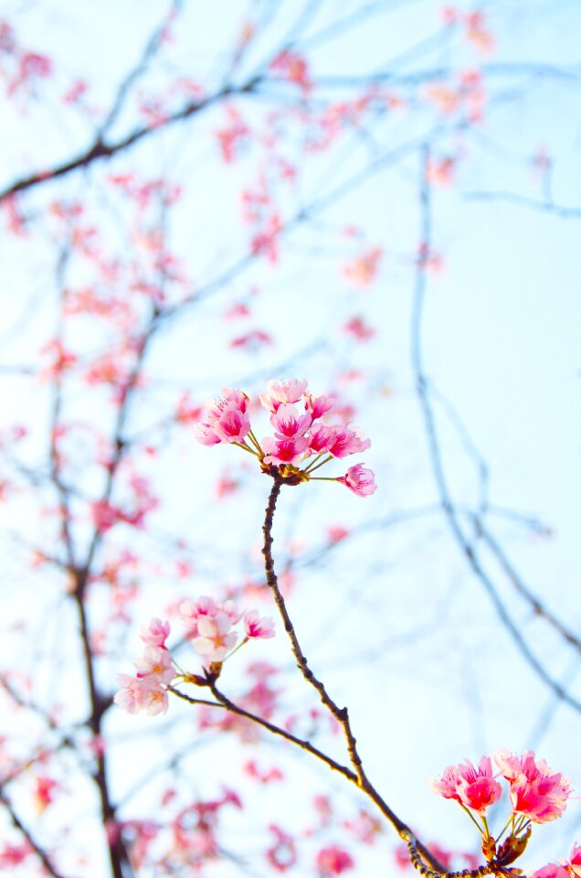 Plum blossoms white flowers flowers